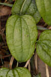 Blue Ridge carrionflower